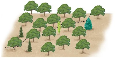 Species composition of woodlot A