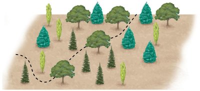 Species composition of woodlot B