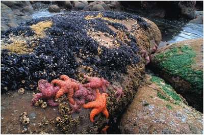 Rocky intertidal zone with sea stars