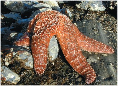 Pisaster sea star eating a mussel