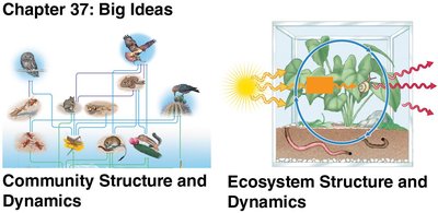 Chapter 37: Big Ideas - Community Structure and Dynamics, Ecosystem Structure and Dynamics