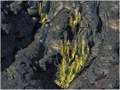 Primary succession on lava flow