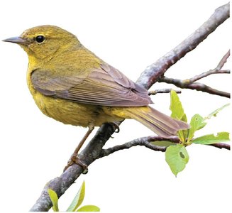 Yellow warbler