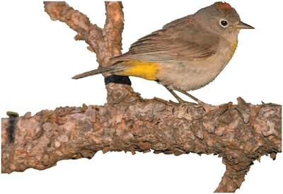 Orange-crowned warbler