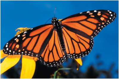 Monarch butterfly with chemical defenses