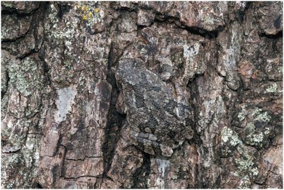 Camouflaged frog on tree bark