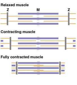 Diagram showing relaxed, contracting, and fully contracted muscle