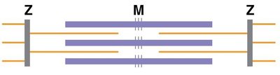 Sarcomere structure with thick and thin filaments