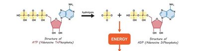 ATP hydrolysis and myosin head movement
