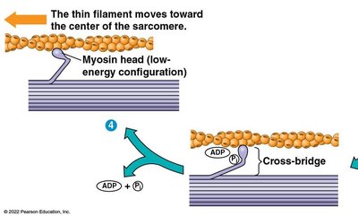 Steps of the crossbridge cycle