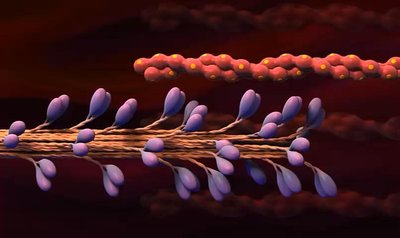 Tropomyosin and troponin regulation of actin
