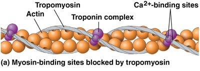 Calcium binding exposes myosin-binding sites