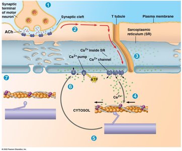 Calcium release and muscle contraction