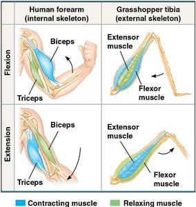 Comparison of internal and external skeletons