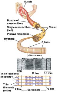 Structure of vertebrate skeletal muscle from muscle to sarcomere