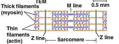 Sarcomere with thick and thin filaments