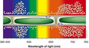 Engelmann's experiment showing action spectrum of photosynthesis