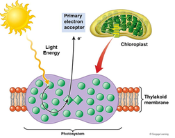 Light-dependent reactions and electron transport chain