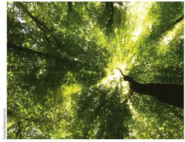 Sunlight filtering through tree canopy