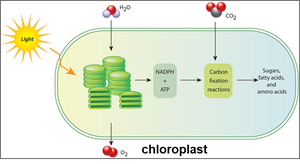 Overview of photosynthesis in chloroplast