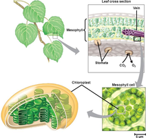 Leaf cross section showing mesophyll cells and chloroplasts
