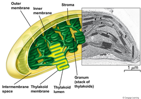 Chloroplast structure with labeled membranes, stroma, and thylakoids