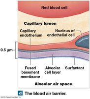 The blood-air barrier in the alveolus