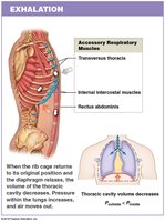 Muscles used in exhalation