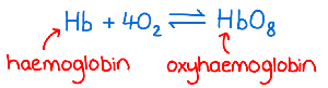 Hemoglobin and oxygen binding reaction