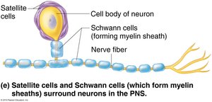 Satellite and Schwann cells in PNS