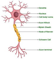 Labeled neuron structure