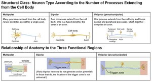 Neuron structural classification