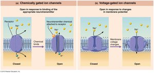 Chemically and voltage-gated ion channels