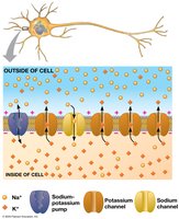 Ion distribution across neuron membrane