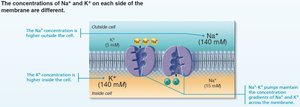 Na+/K+ pump mechanism