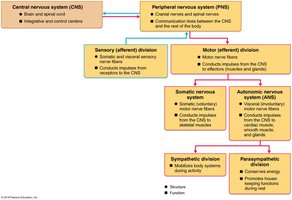 Flowchart of nervous system divisions