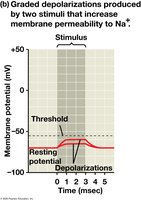 Graded depolarizations