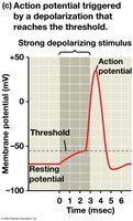 Action potential threshold and spike