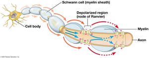 Saltatory conduction in myelinated axon