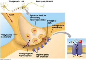 Chemical synapse structure and function