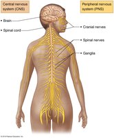 Diagram of CNS and PNS in the human body