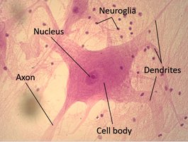 Micrograph of neuron and neuroglia