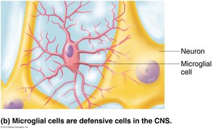 Microglial cell in CNS