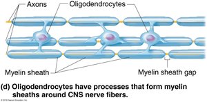 Oligodendrocytes forming myelin sheaths in CNS