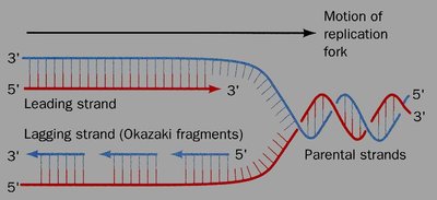 DNA mismatch repair mechanism