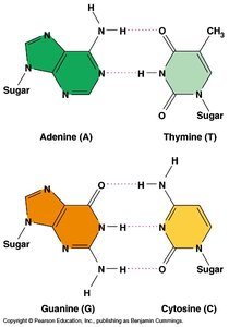 Base pairing and structure of DNA nucleotides