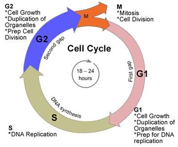 Cell cycle diagram showing S phase for DNA replication