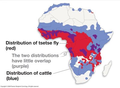 Map showing distribution of tsetse fly and cattle in Africa