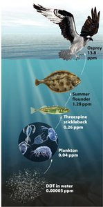 Diagram of DDT bioaccumulation in a food chain