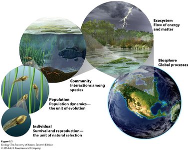 Diagram showing the scales of ecological study: individual, population, community, ecosystem, biosphere